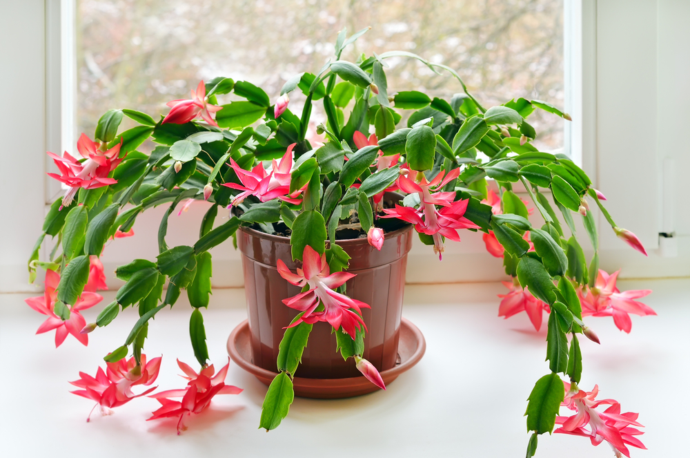 Thanksgiving cactus in bloom