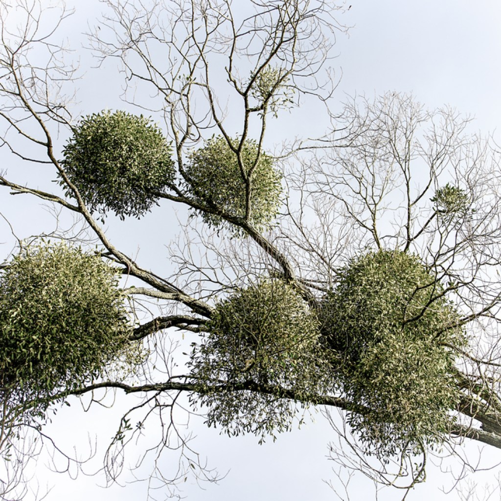 mistletoe growing on a tree