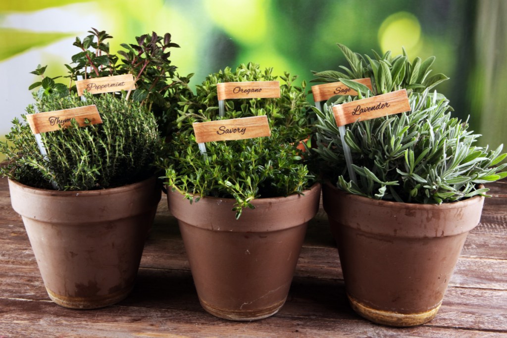 How to Start an Indoor Herb Garden