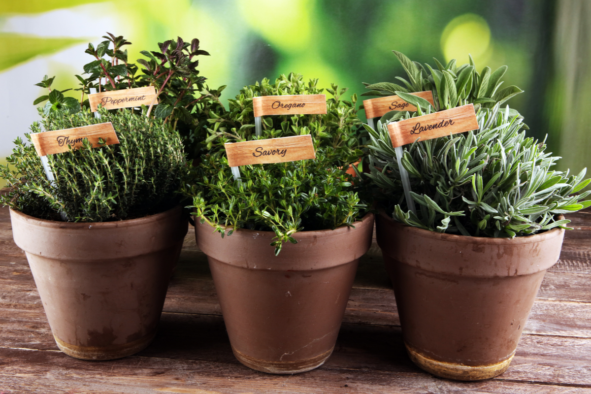Small containers of herbs