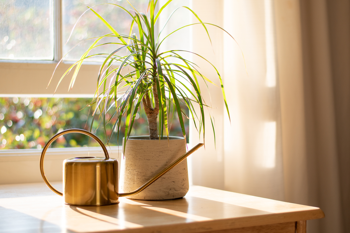 A small potted dracaena marginata