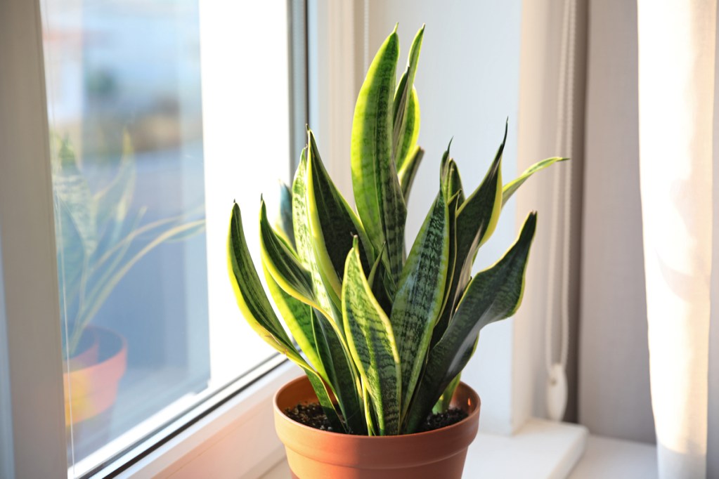 A snake plant in a window