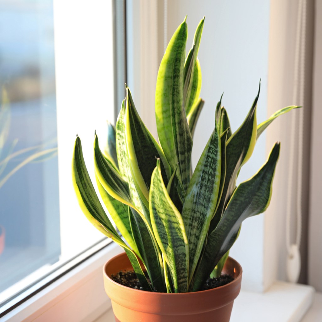 A snake plant in a window