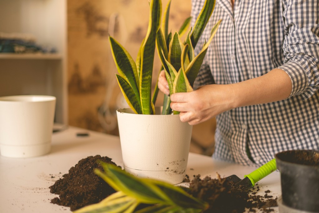 A person dividing a snake plant