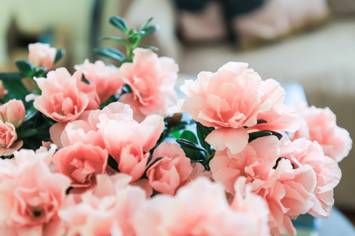 A close-up of soft pink azalea blooms