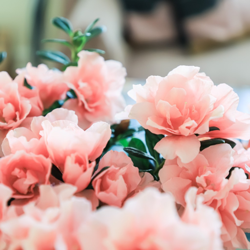 A close-up of soft pink azalea blooms
