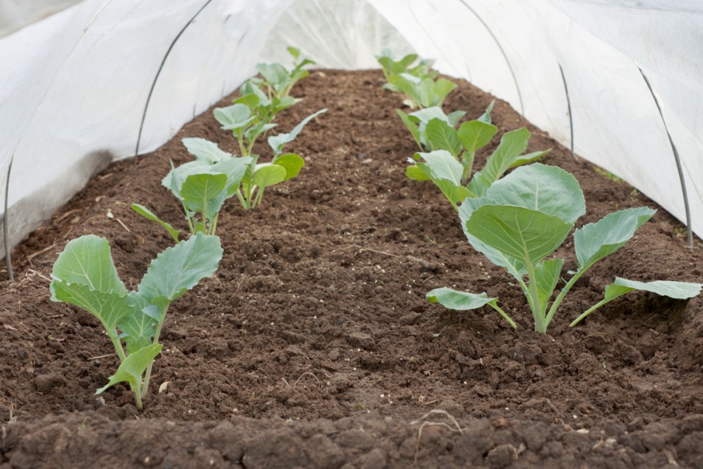 Young plants growing under a row cover