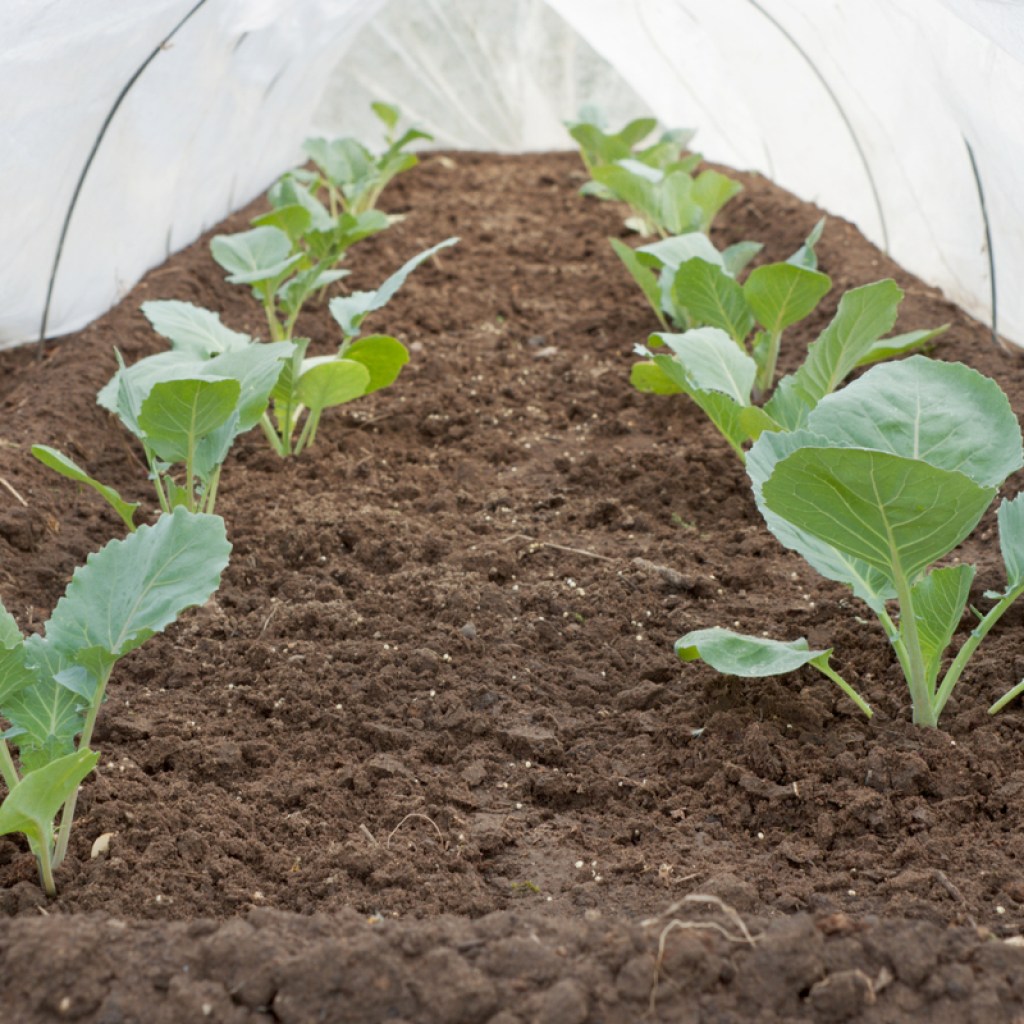 Young plants growing under a row cover