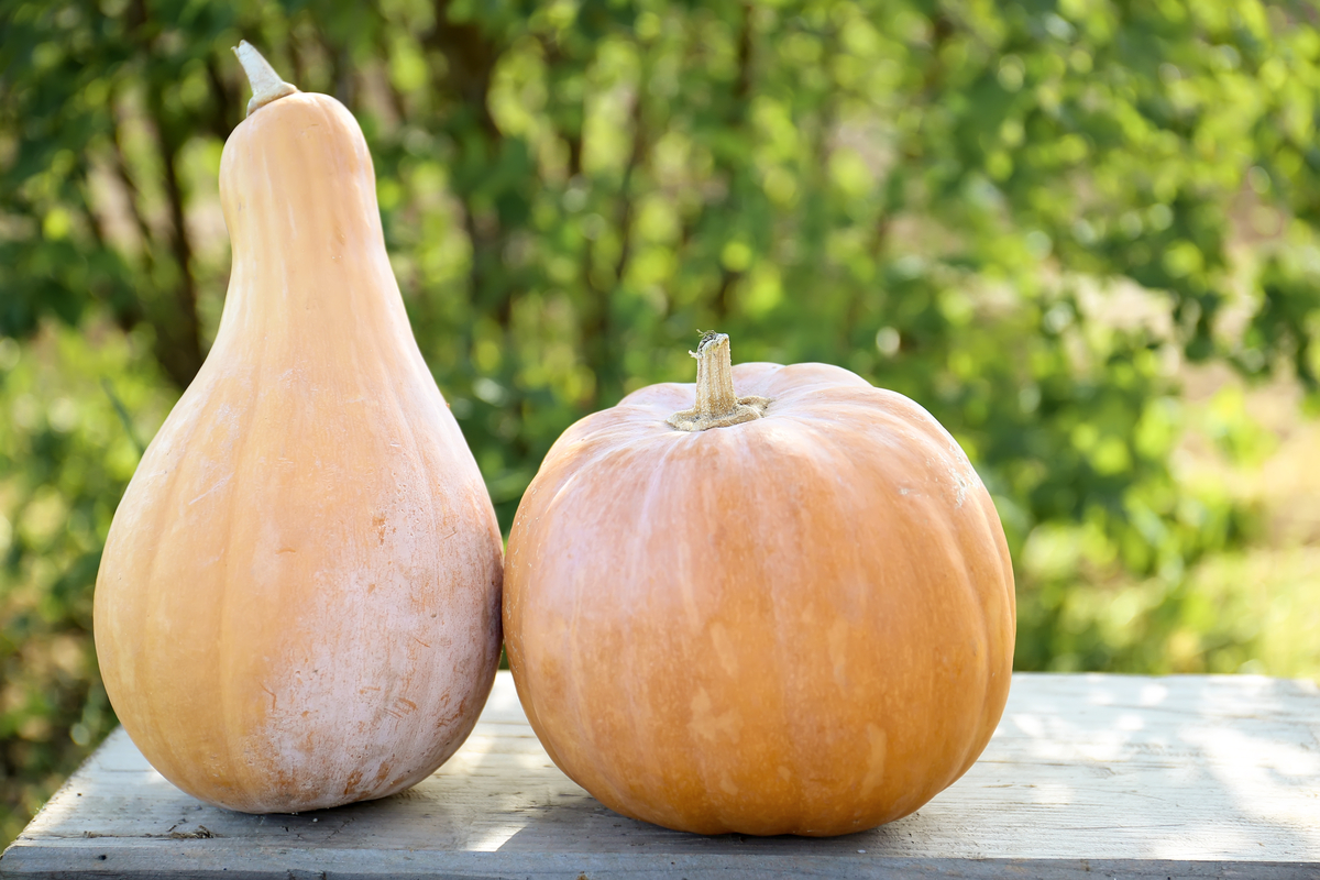  Growing squash vertically is easy with these simple tips