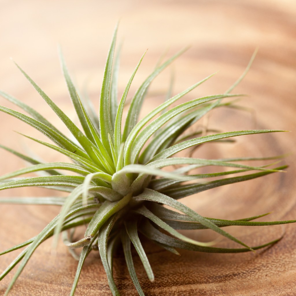 A tillandsia ionantha with green leaves