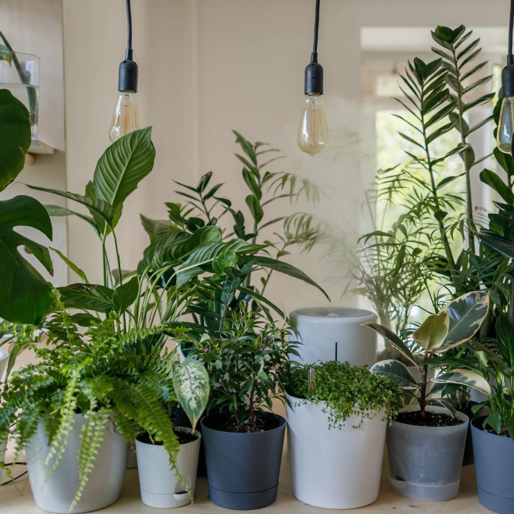 houseplant collection