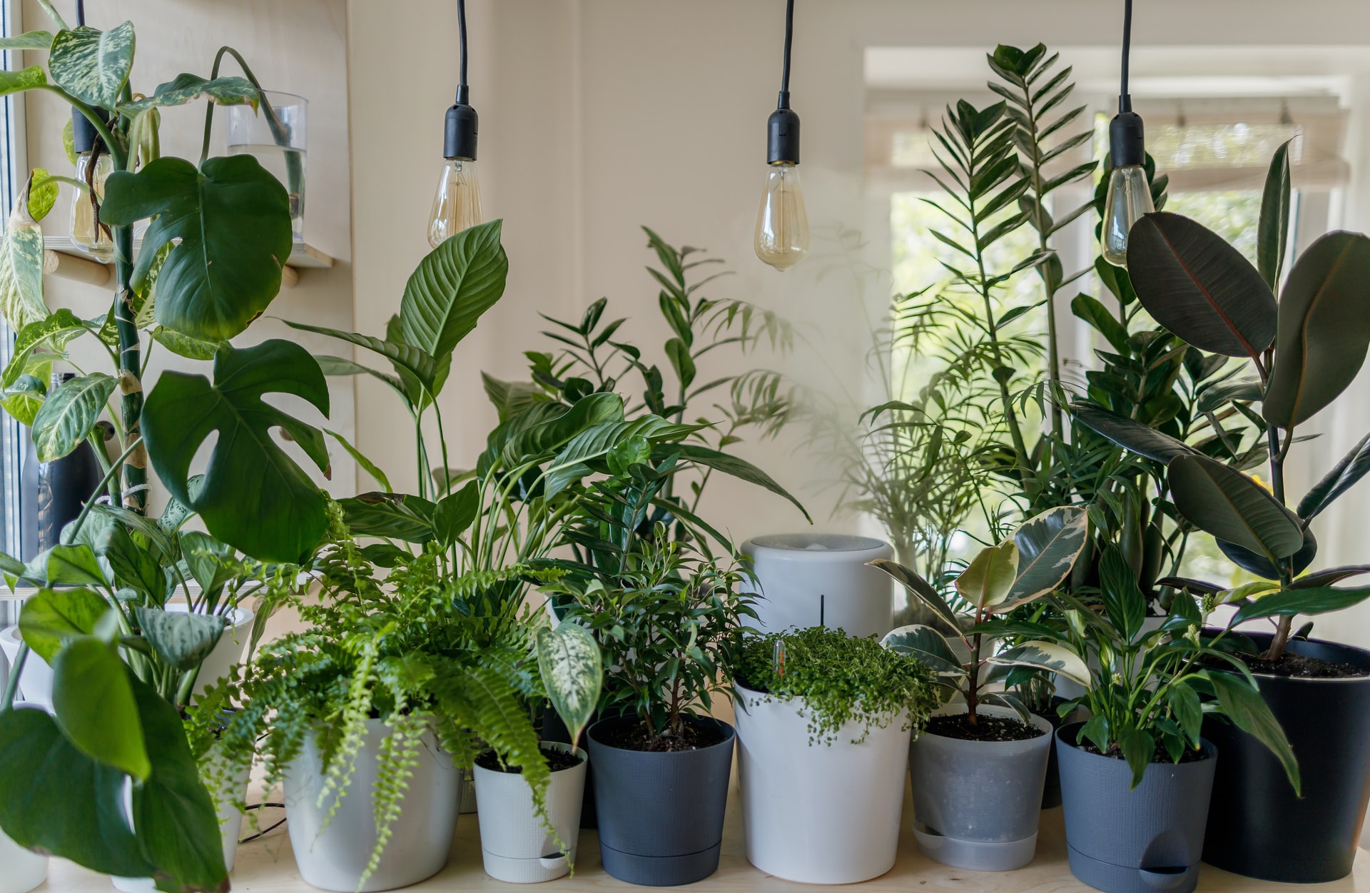 houseplant collection
