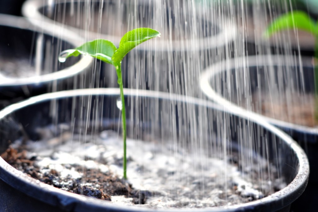 A seedling with water raining over it