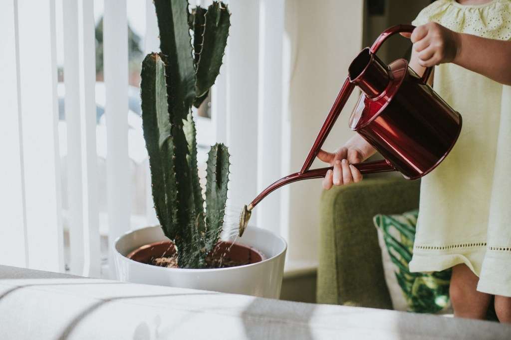 A person watering a large potted cactus