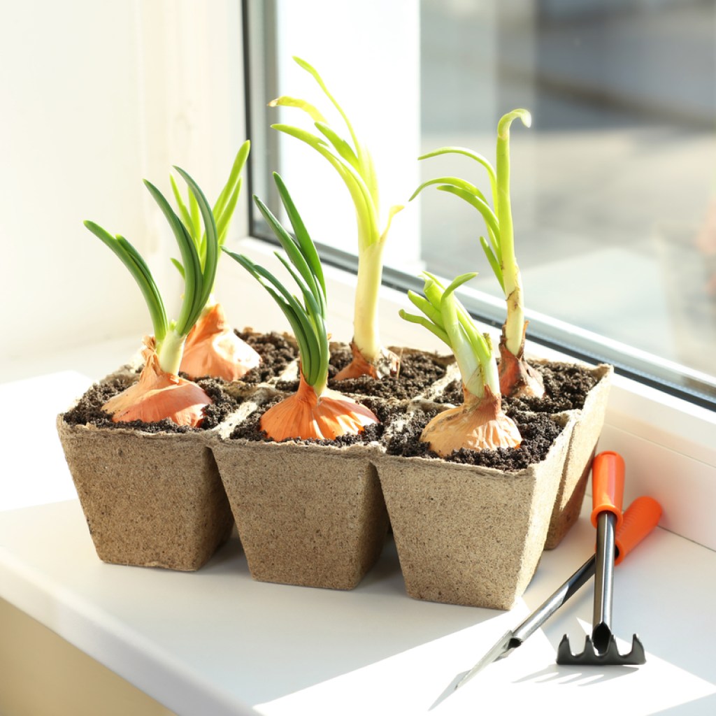 Windowsill onions