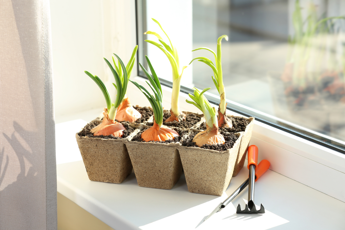 Windowsill onions