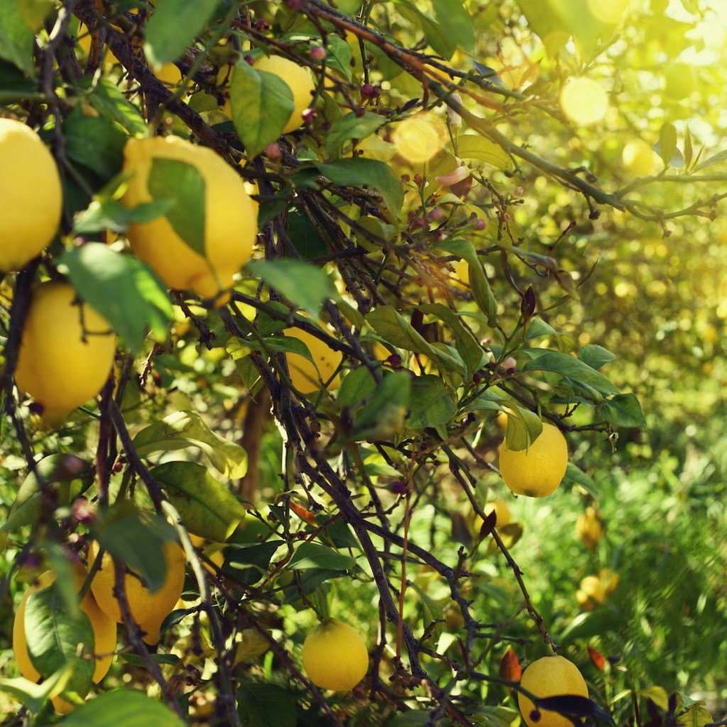 Lemon tree outdoors