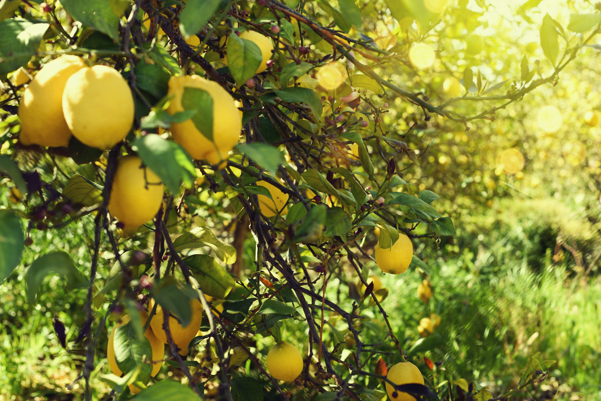 Lemon tree outdoors