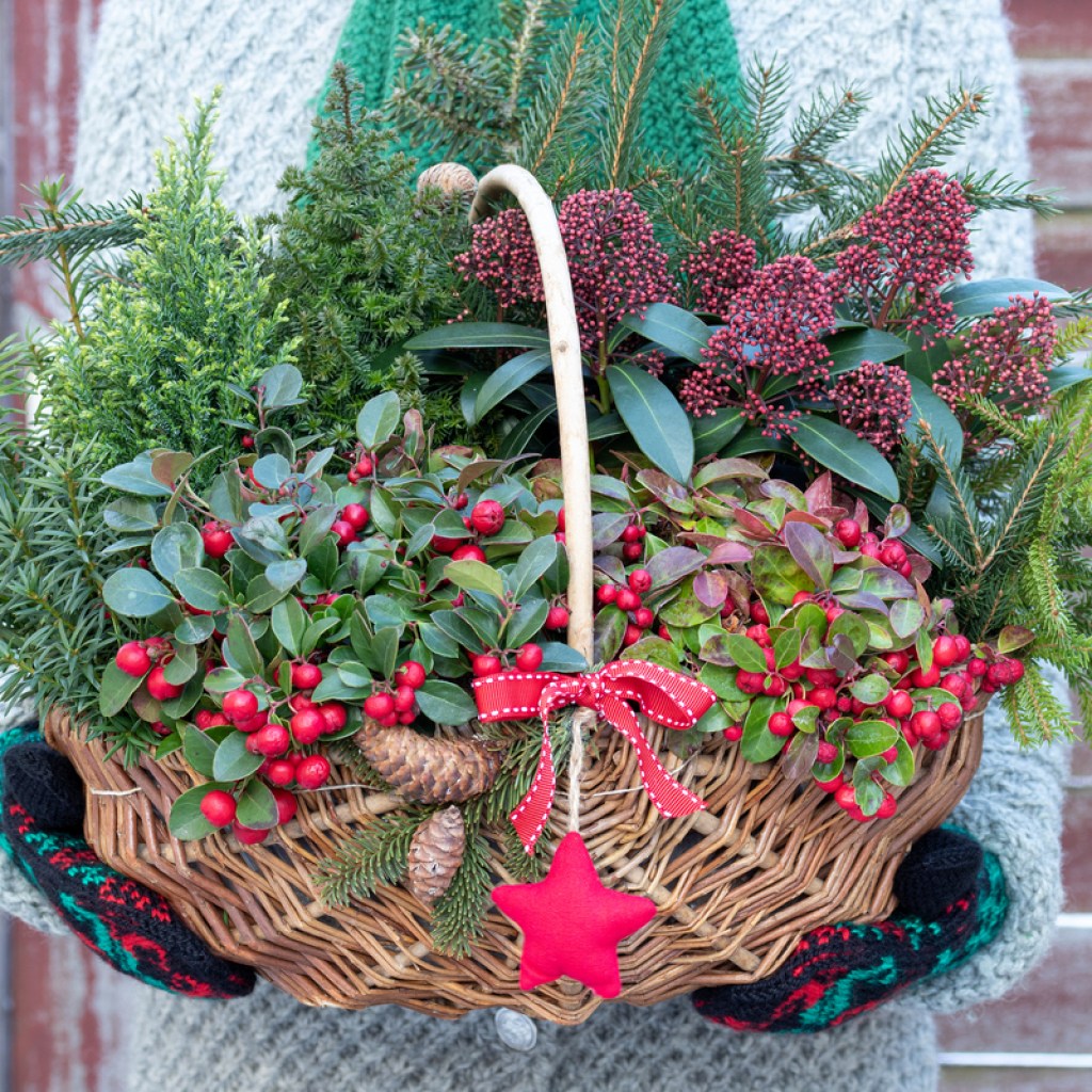 Wintergreen basket