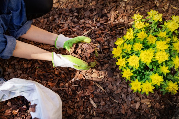 A person putting mulch around a plant with yellow flowers