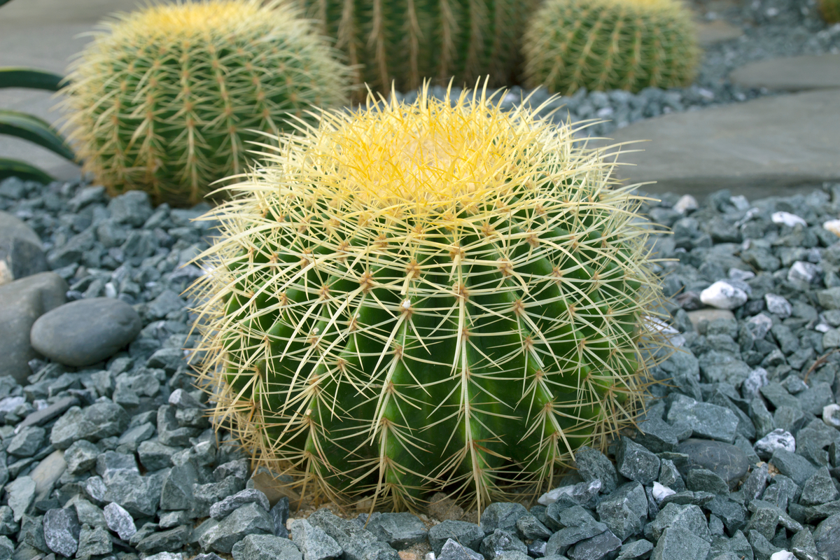 How Often Should You Water a Cactus? Here's What To Know HappySprout
