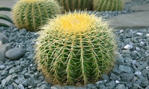 A large cactus with yellow spines