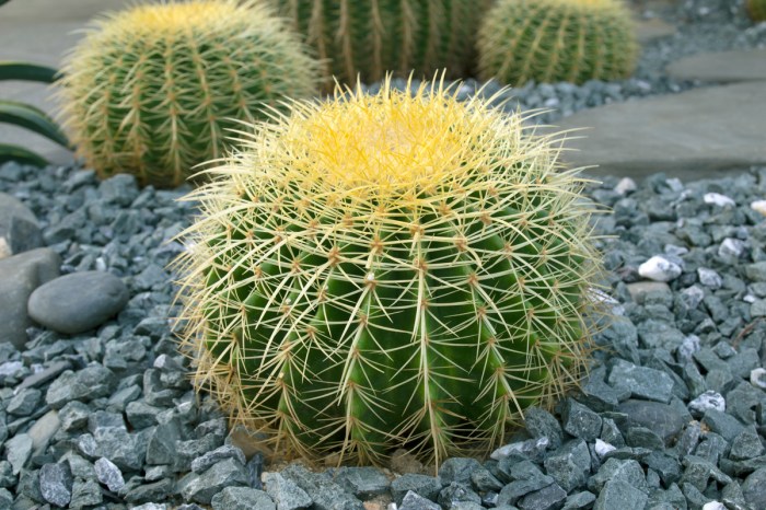 A large cactus with yellow spines