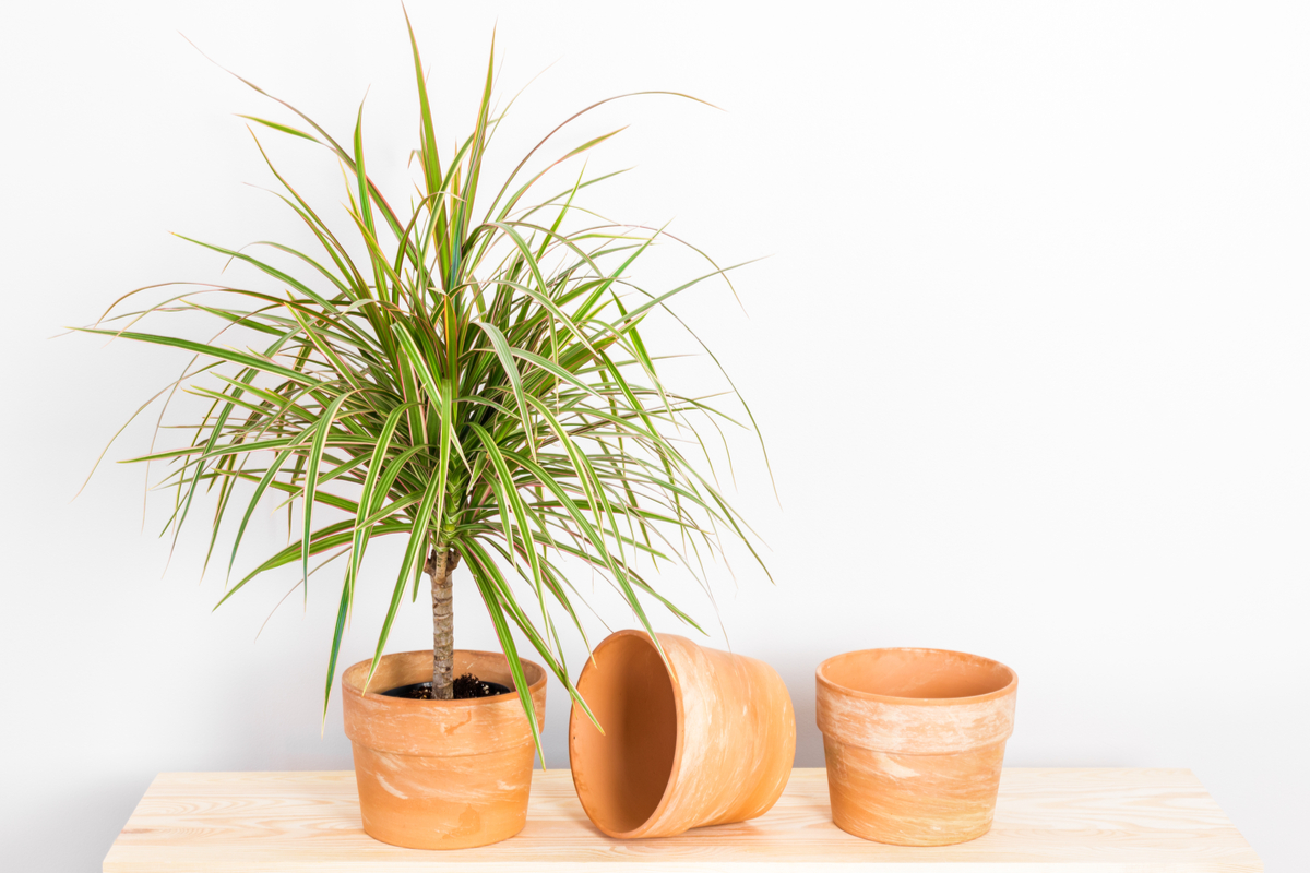 A young dracaena marginata in a terracotta pot