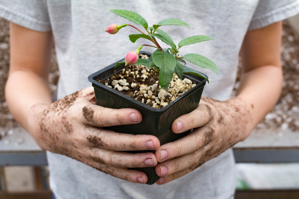 A person holding a small fuchsia plant in a pot