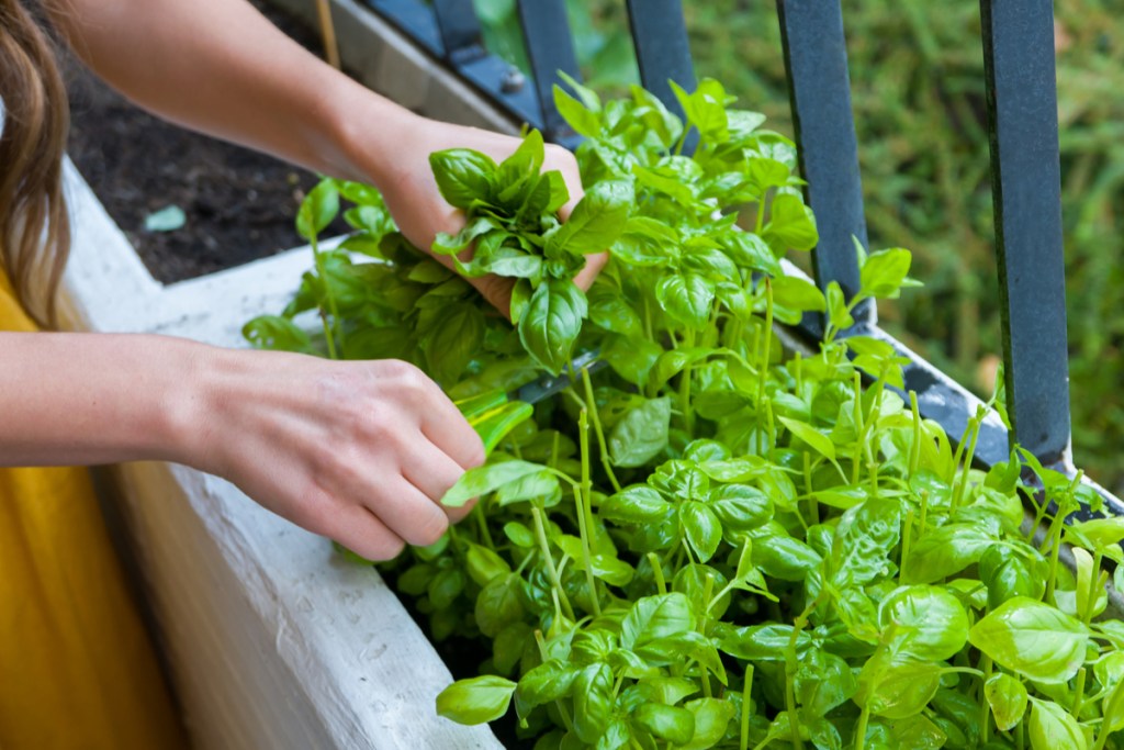 Basil planted in a deck box