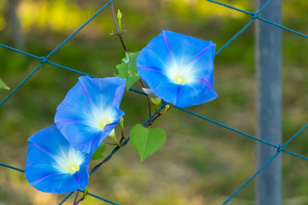 Bright blue morning glories on a wire fence