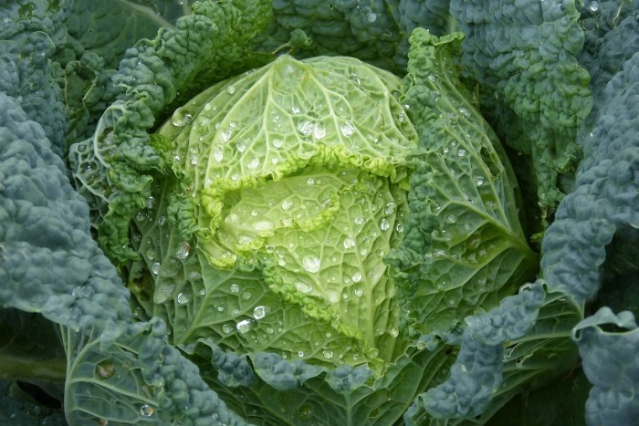 A cabbage with water droplets scattered across it