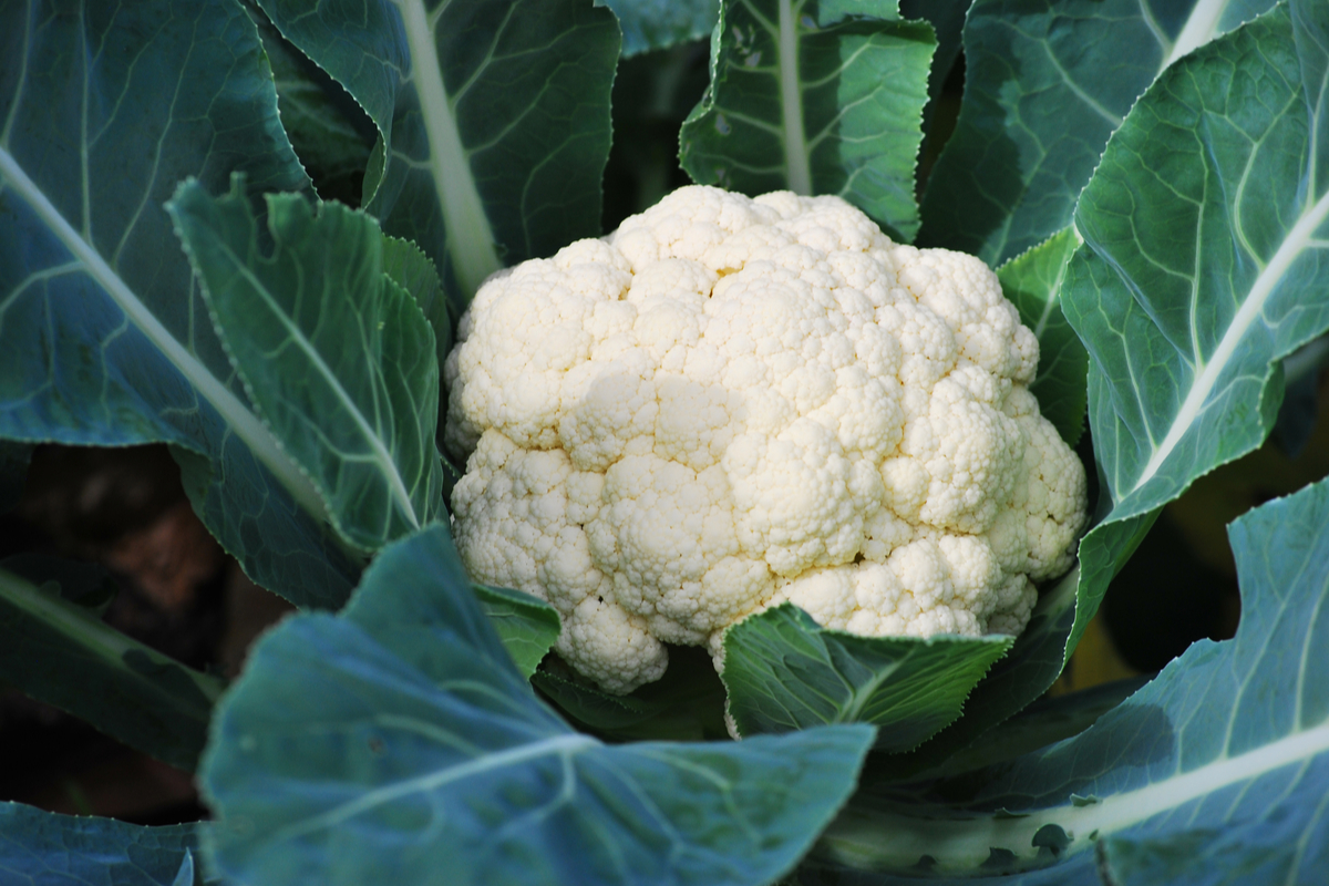 A growing head of cauliflower