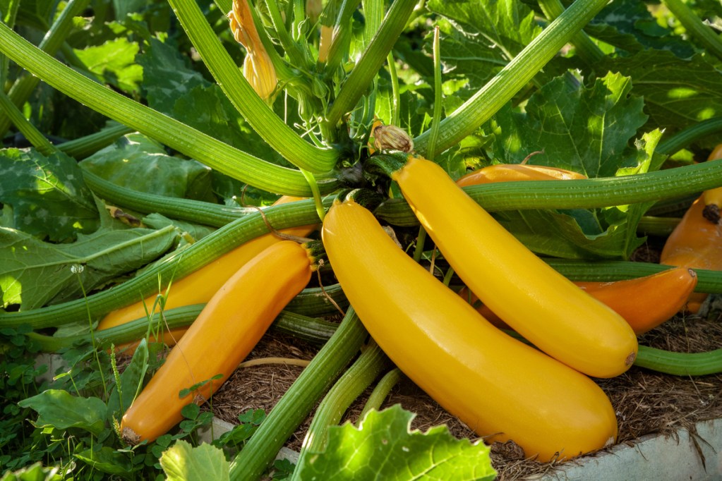 Gourmet Gold zucchinis growing on the plant