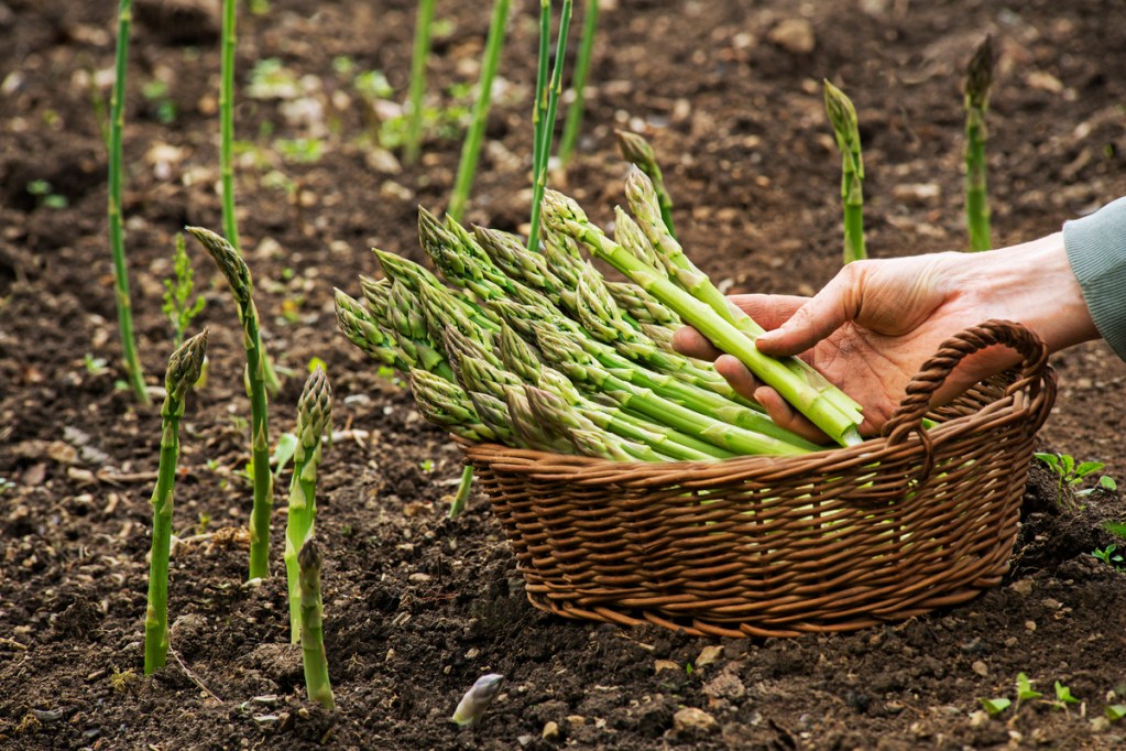 A gardener harvesting asparagus