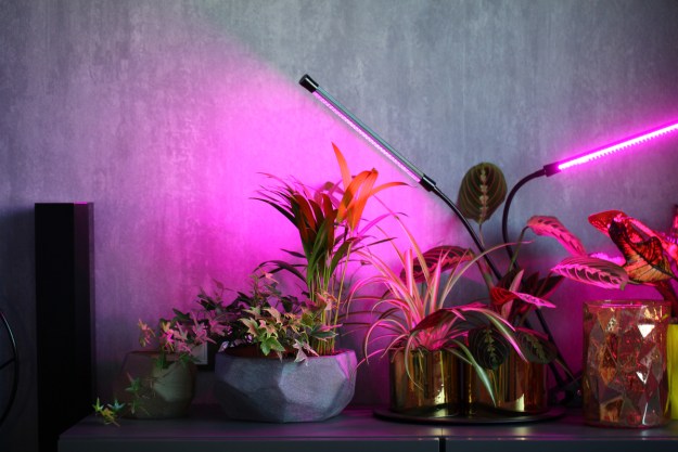 Houseplants under grow lights