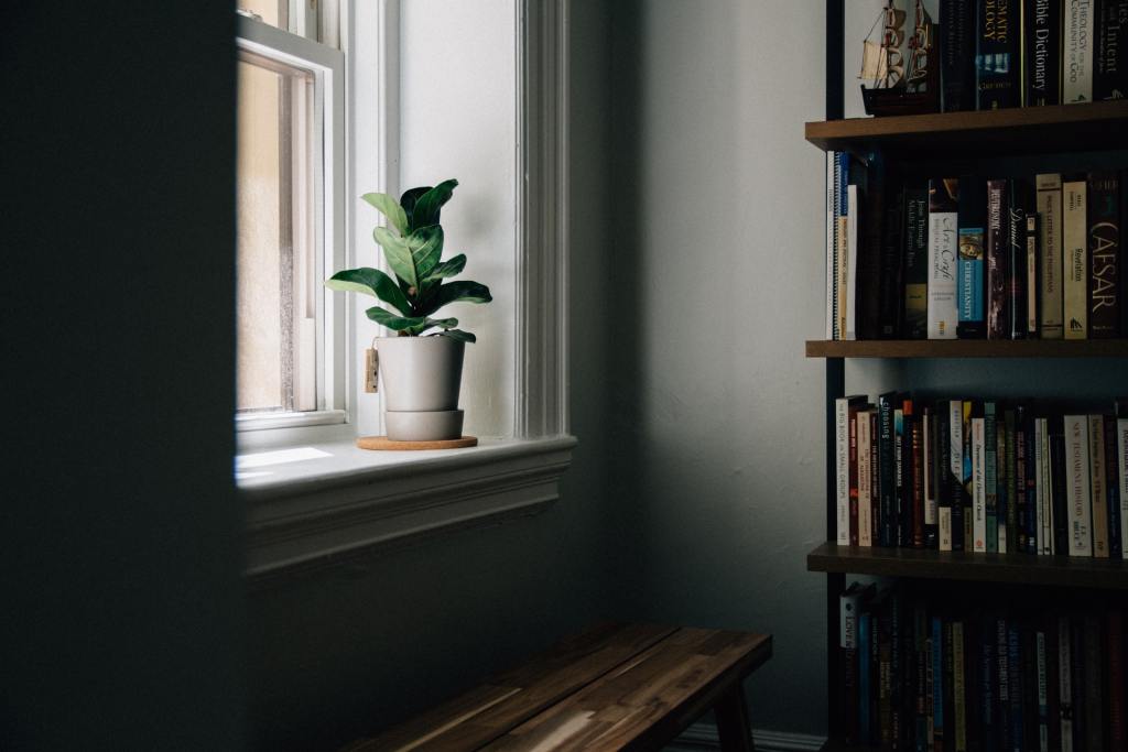 Fiddle-leaf fig on a windowsill