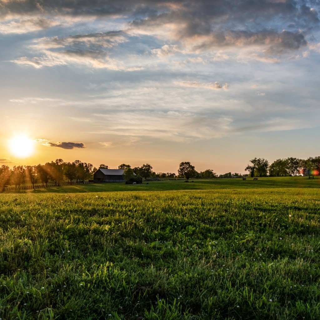 Kentucky Bluegrass landscape