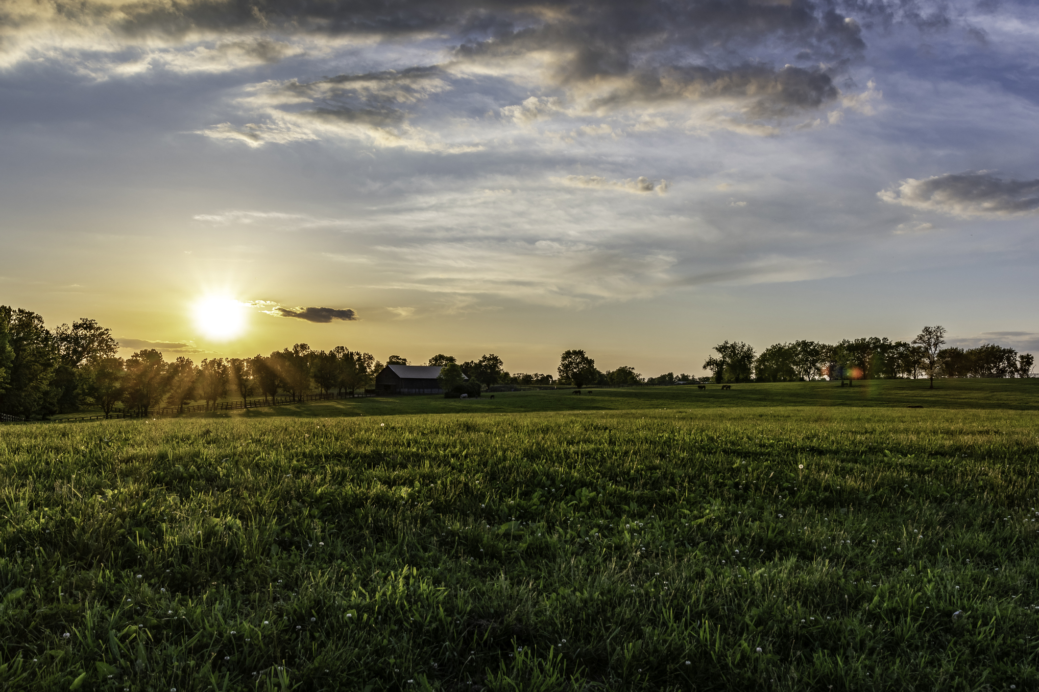 Kentucky Bluegrass landscape
