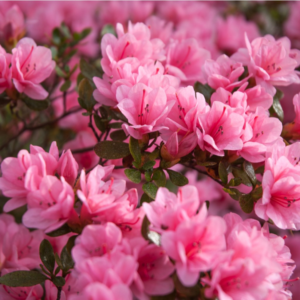 A bush of light pink azaleas