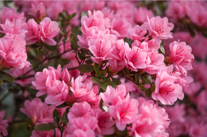 A bush of light pink azaleas