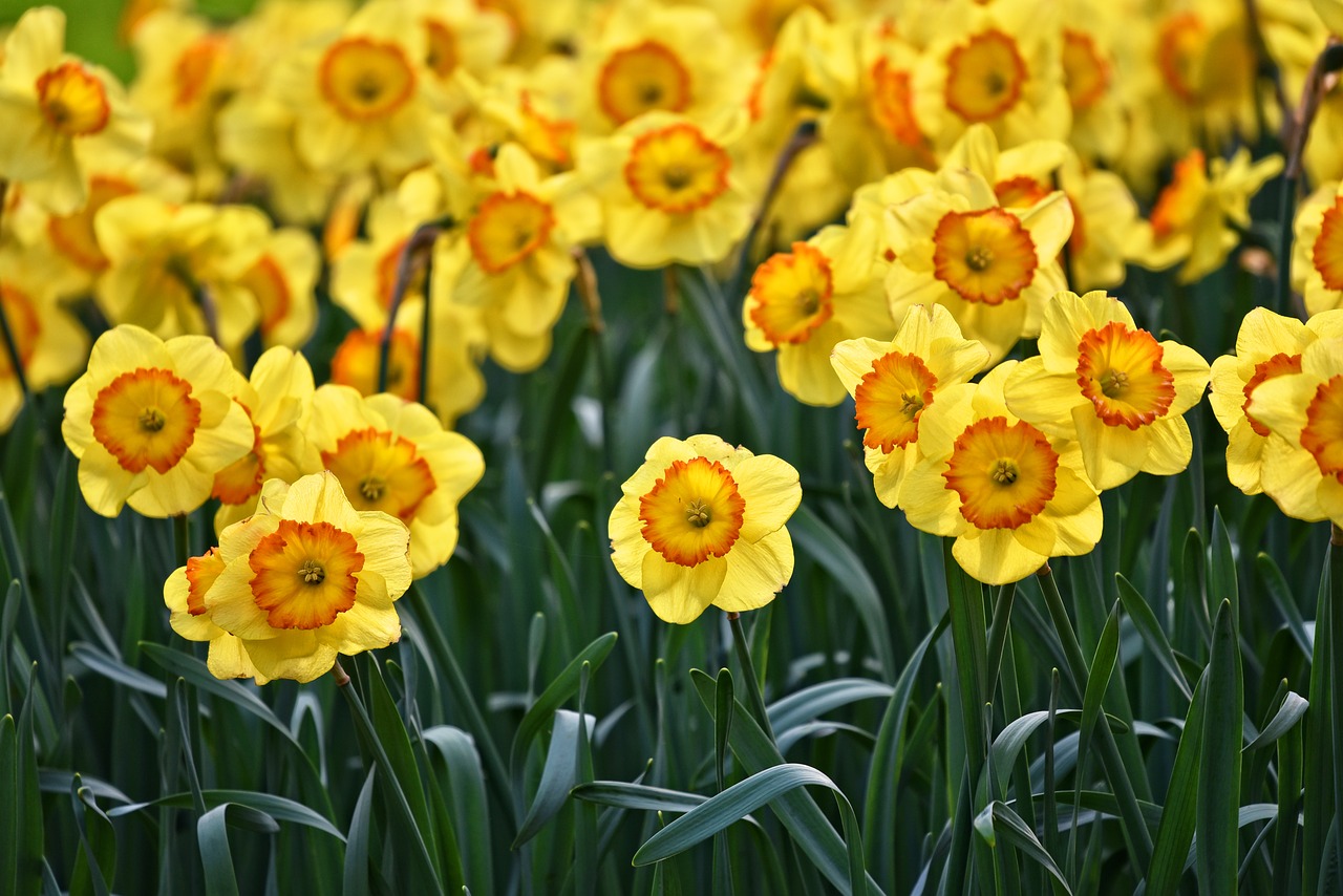 Many daffodils with light yellow petals and orange trumpets