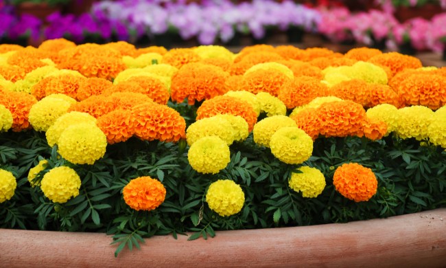 Potted marigolds