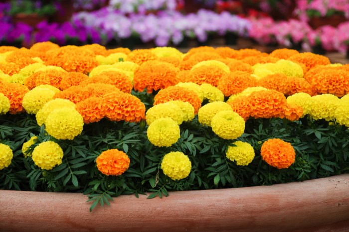Potted marigolds