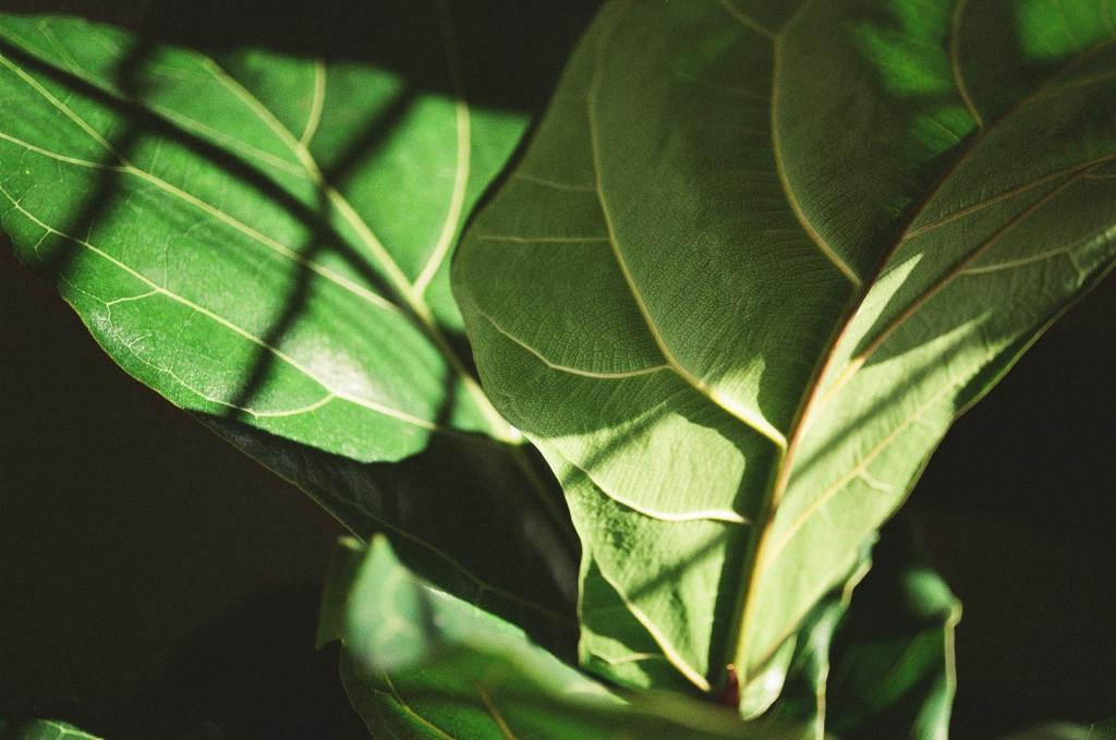 Fiddle-leaf fig leaves in the shade