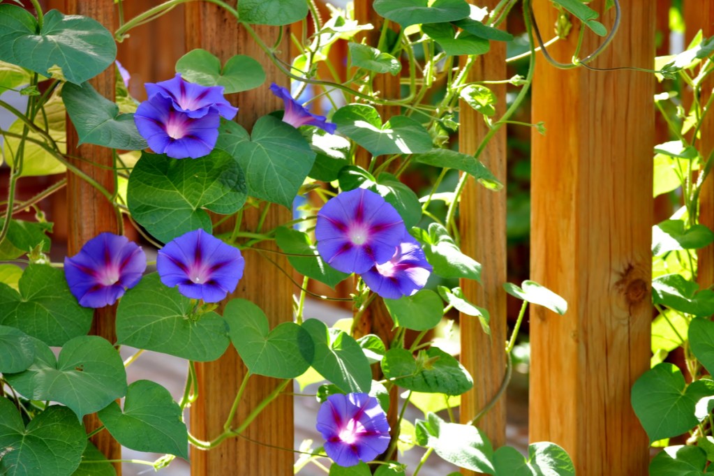 Purple morning glories climbing a wooden fence