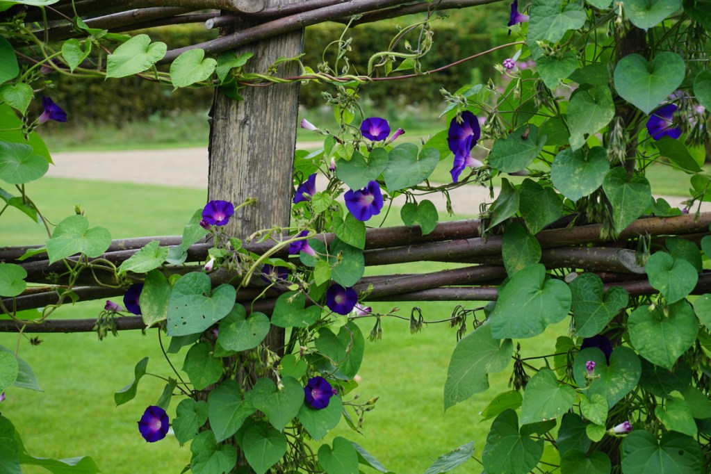 Purple morning glories climbing a large fence