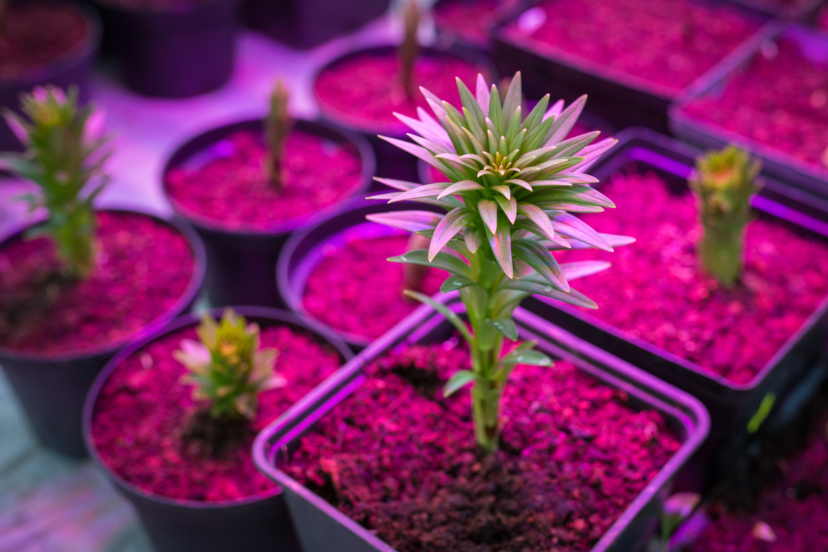 Nursery pots under grow lights