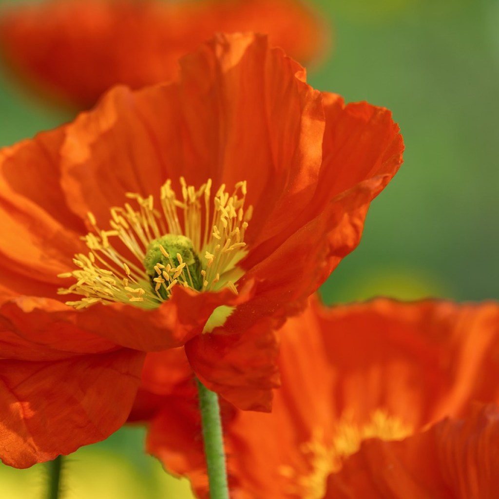A couple orange poppies