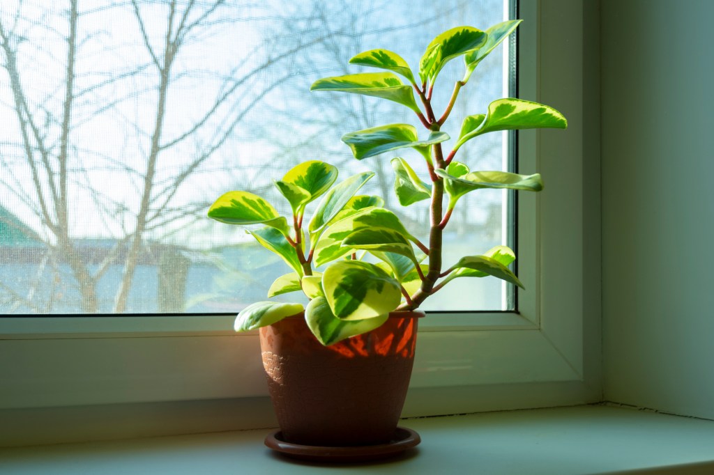 Baby potted rubber tree plant